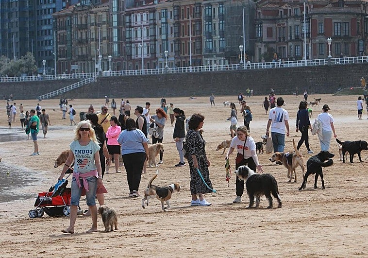 La ordenanza de bienestar animal de Gijón no incluirá el veto a mascotas en la 'perriplaya' del Rinconín ni su acceso a San Lorenzo en verano