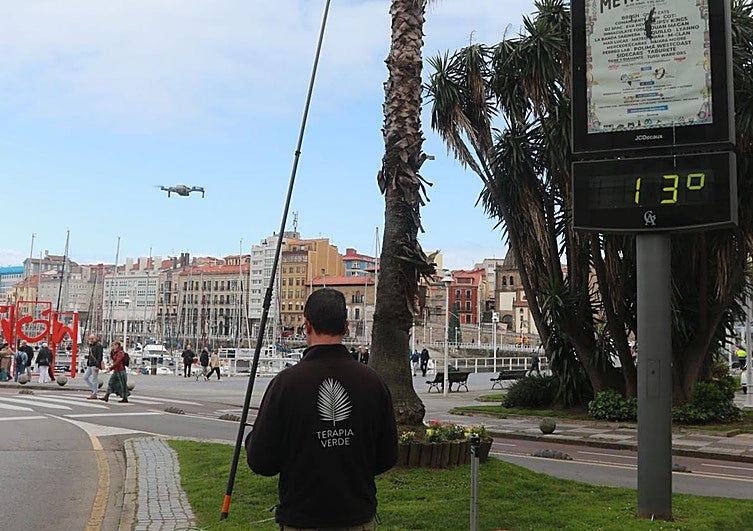 El peor año para las palmeras por la plaga del picudo rojo
