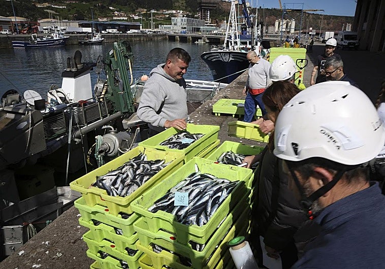 La primera bocartada de la temporada en Gijón: 35.000 kilos de buen tamaño