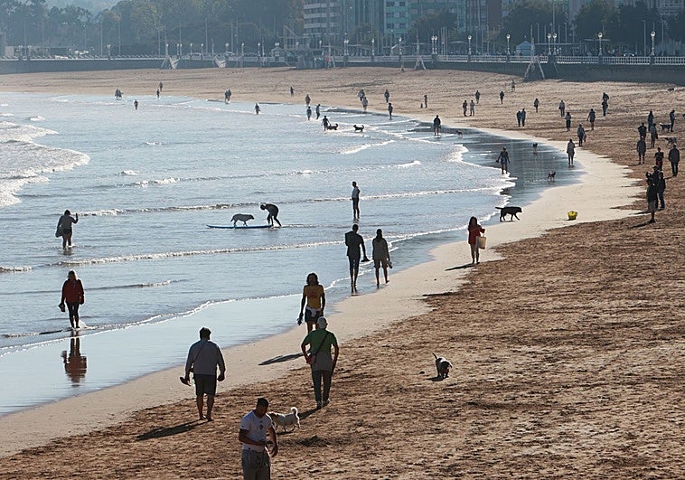 El Ayuntamiento de Gijón indemnizará a una mujer arrollada por dos perros en San Lorenzo