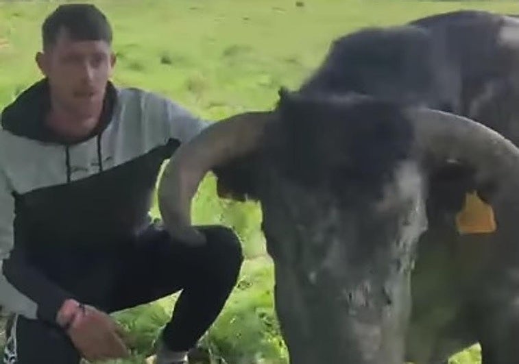 David, el asturiano al que quieren quitarle un toro bravo: «Para mí es mi familia»