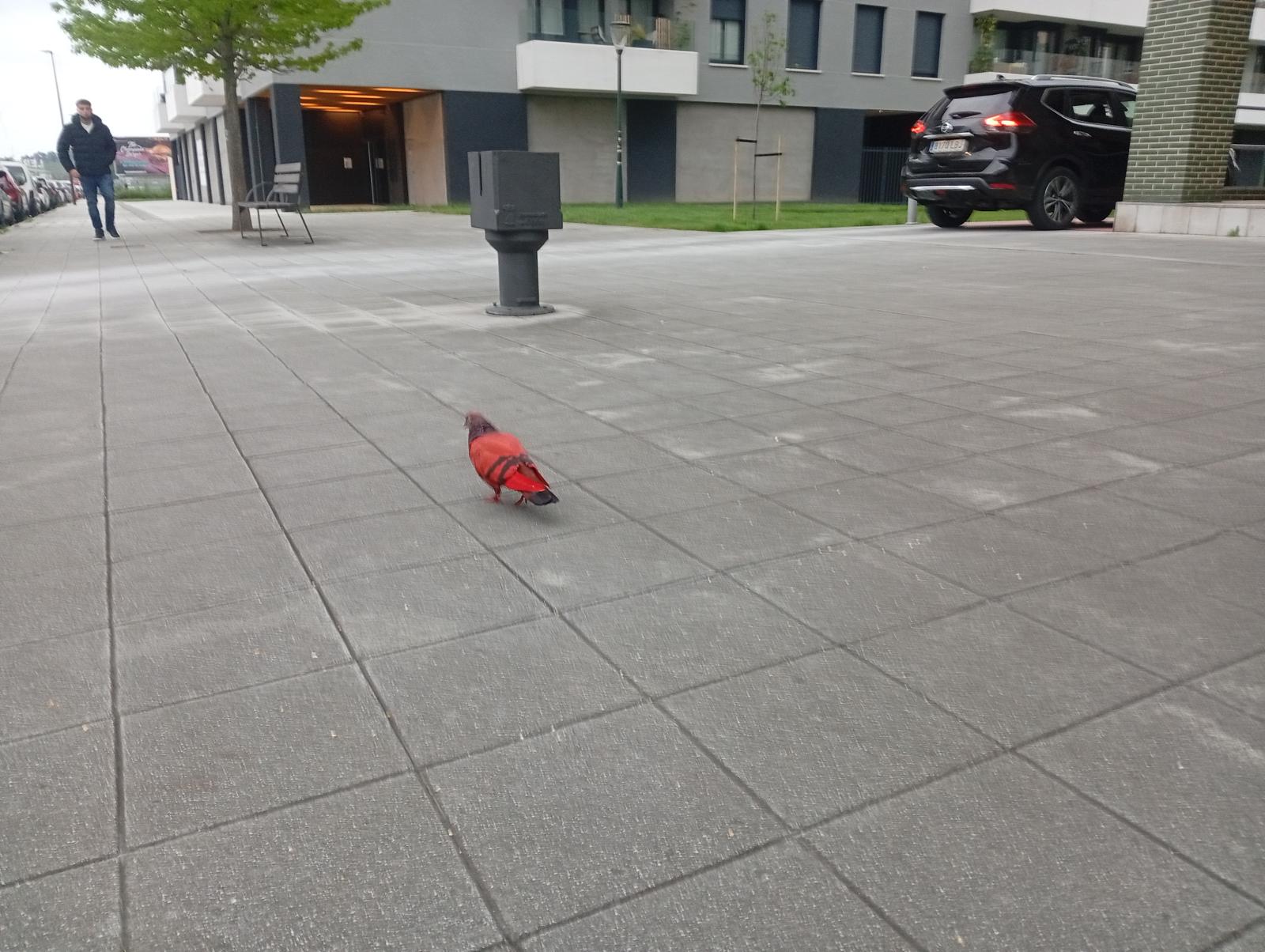 Una paloma pintada de rojo genera expectación en Gijón