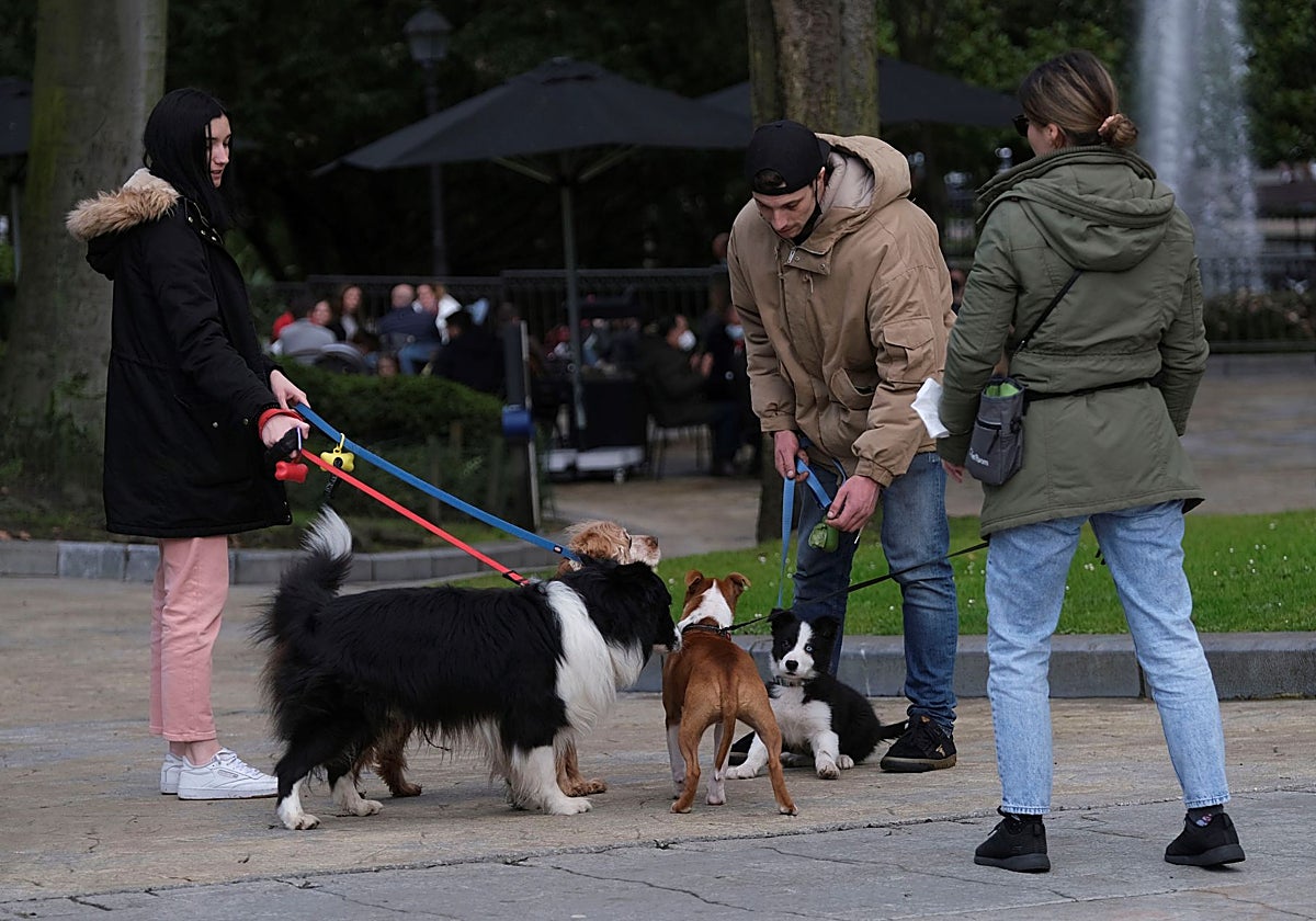 Oviedo lanza una campaña para acabar con los excrementos de perro en la calle