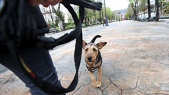 Un perro con su dueño en el paseo del Bombé