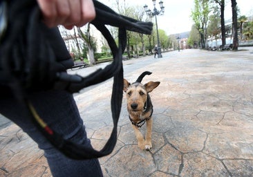 Un perro con su dueño en el paseo del Bombé