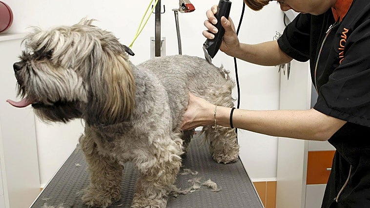 Corte de pelo en un perro para ayudarle a eliminar las garrapatas.