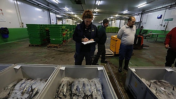 Catorce embarcaciones buscan ya el primer bonito en la zona de las Azores