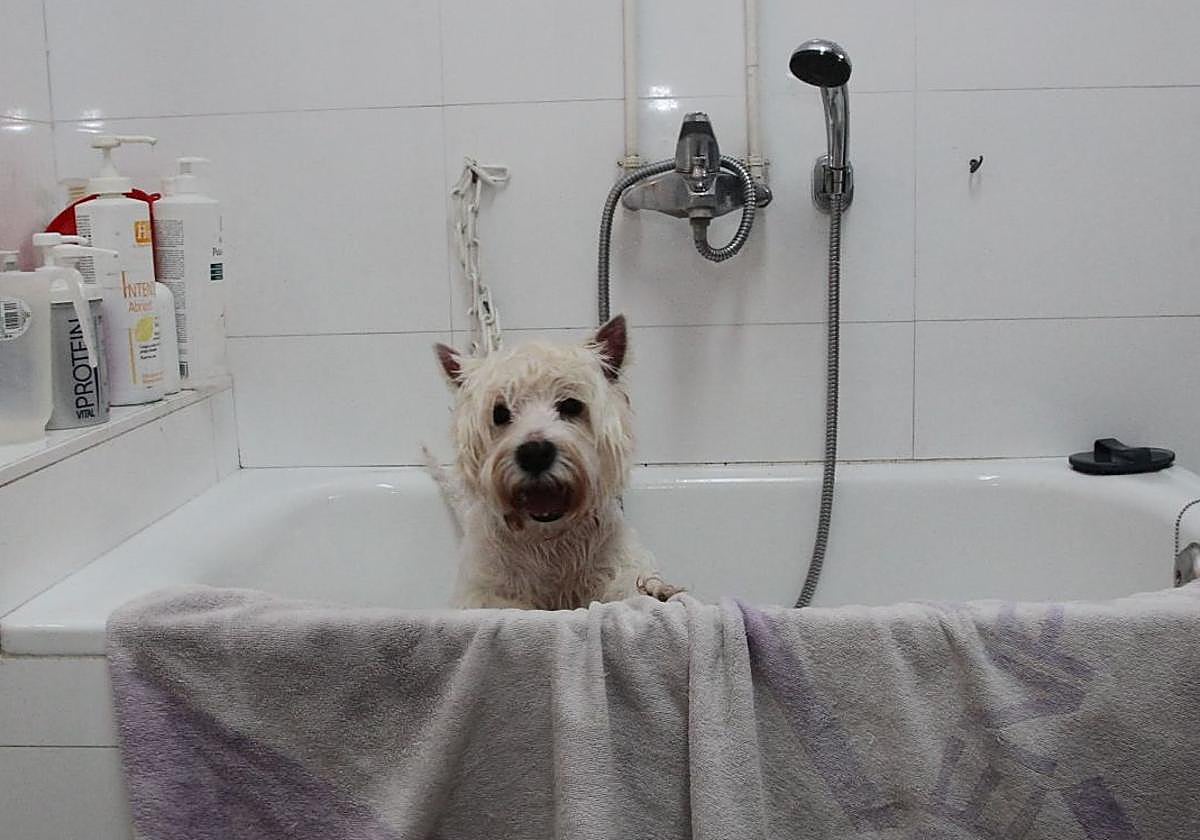 ¿Sabes cada cuánto tiempo tienes que bañar a tu mascota?