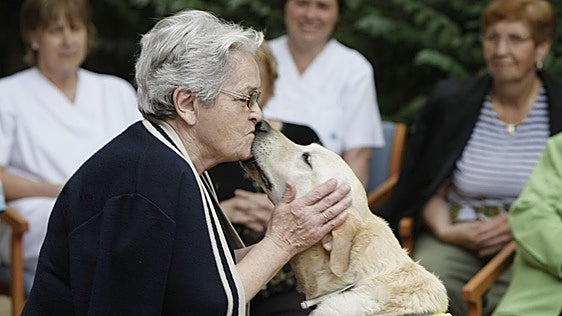 Signos de envejecimiento en los perros: ¿a qué años entran en la tercera edad?