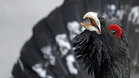 Treinta urogallos fueron liberados en León, pero a los seis meses sólo quedaba uno