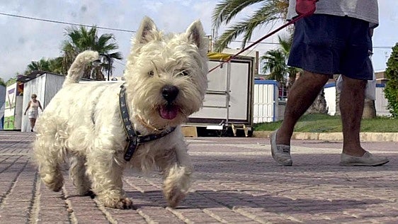 Las cinco claves legales para un verano tranquilo junto a tu mascota