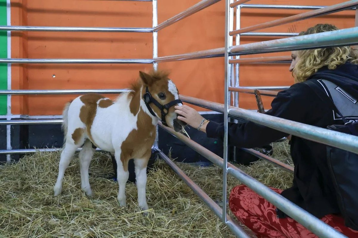Sin reses, pero con 360 animales: la Feria de San Antonio de