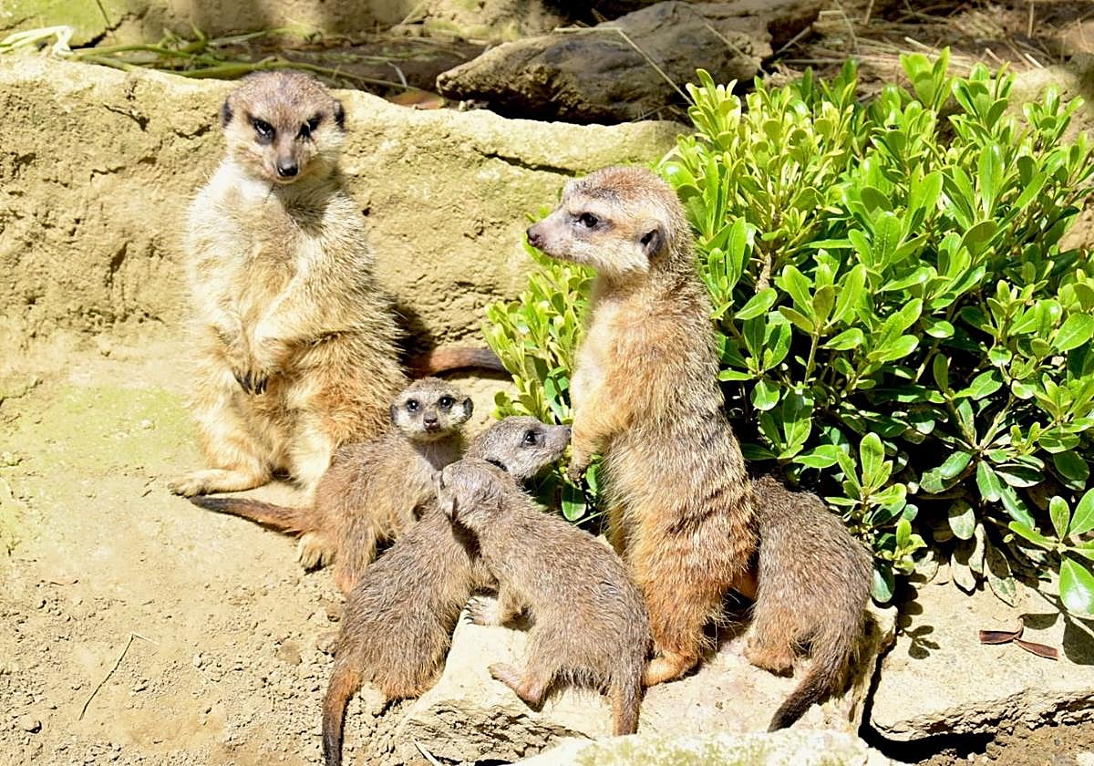 Entradas para el zoo «El Bosque» en Oviedo por 14€