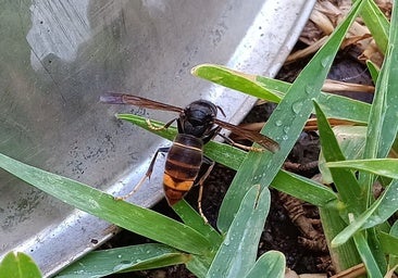 Una avispa asiática.