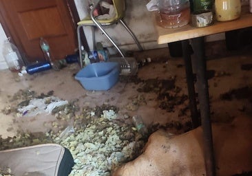 El cuerpo de la perra hallada en la casa el pasado martes, entre excrementos y suciedad.