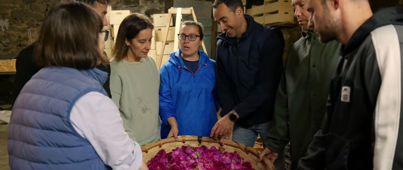 La investigadora Carmen Martínez lleva a la rosa Narcea a dar su gran salto: más de 300 kilos cosechados