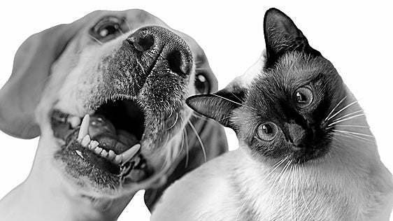 Mascotas y eclipse: ¿qué le pasará a los animales este 12 de agosto?
