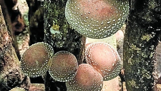 El cultivo de setas en Asturias crece como los hongos