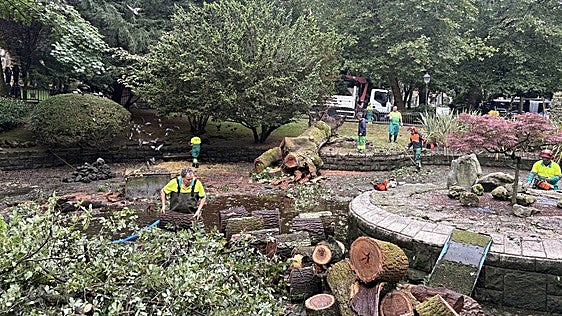 Se viene abajo el mítico roble del estanque de los patos del Campo San Francisco de Oviedo
