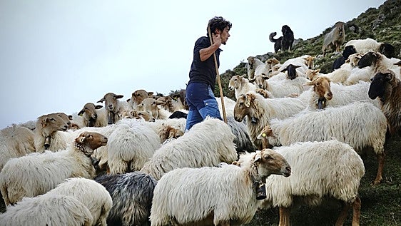 Más dinero y criterios más justos: Asturias tiene un nuevo baremo para compensar los daños de la fauna silvestre