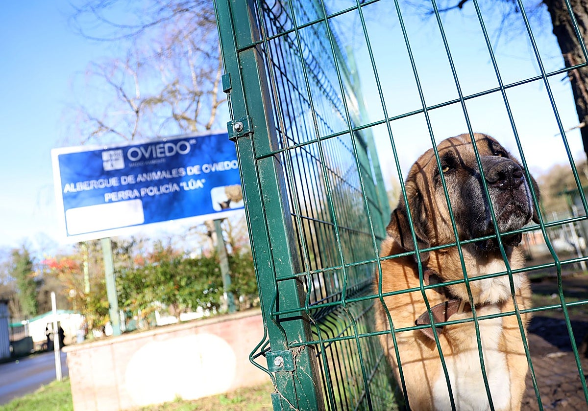 El Ayuntamiento revisa la adjudicación del contrato del albergue de animales de Oviedo