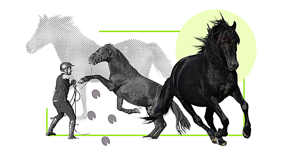Así es el asturcón, el caballo asturiano que estuvo a punto de desaparecer