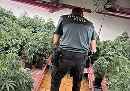 Las plantas encontradas en una de las viviendas.