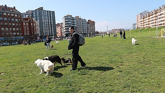Perros en el parque del 'solarón' de Gijón.