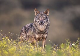 Imagen de un lobo en Asturias.