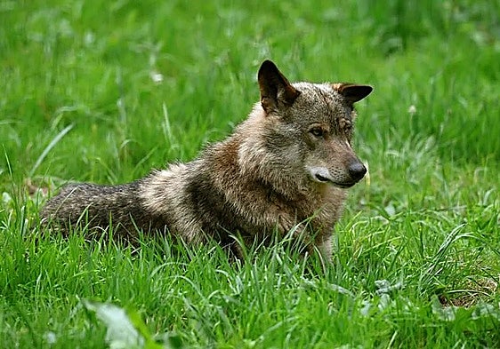 Un nuevo choque entre el Principado y el Gobierno central: esta vez, a cuenta de las cifras del lobo
