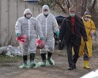 Turquía anuncia cinco nuevos casos de gripe aviar