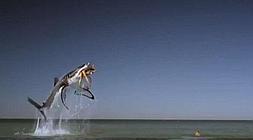 Tampax te protege de los tiburones