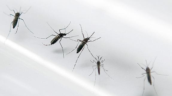 Mosquitos Aedes aegypti, transmisores del virus Zika.