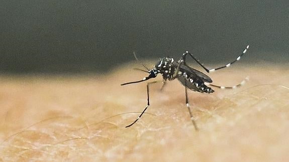 Una imagen del mosquito que transmite el virus Zika.