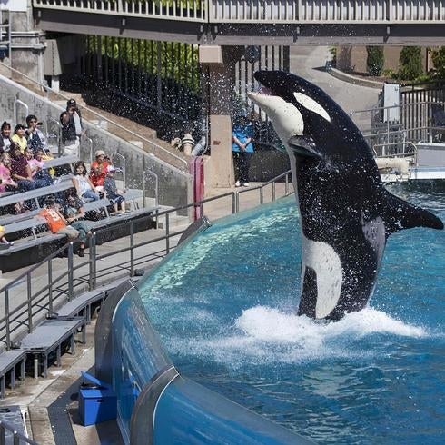 Espectáculo con orcas en el parque de SeaWorld en San Diego.