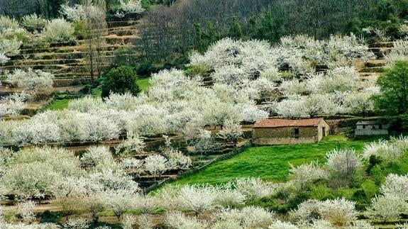 Paisaje del Valle del Jerte. / Autor: Simón Tejeiro. / Cedida por: Oficina de Turismo del Valle del Jerte