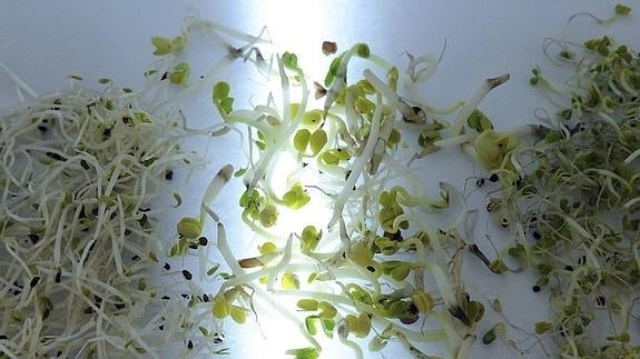 Los alimentos germinados son fuente de proteínas, bajos en carbohidratos y ricos en vitaminas y minerales. 