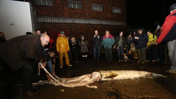 Calamar gigante hallado en 2015 en Asturias