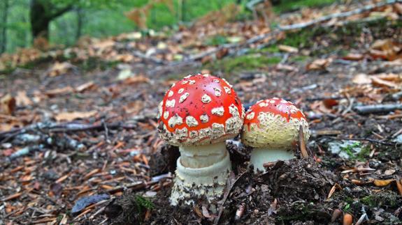 La amanita es muy tóxica.