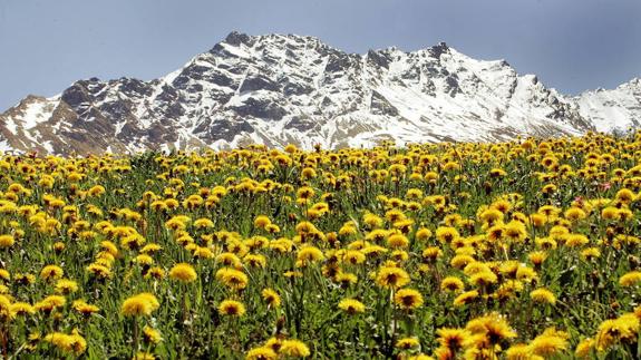 Campo de dientes de león en Suiza.