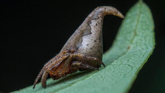 Una imagen de la araña Sombrero. 