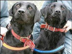 Las dos perras capaces de detectar discos ópticos no declarados