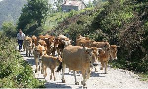 VACUNO. Un pastor lleva su rebaño de vacas a los pastos de la sierra del Cuera. / NEL ACEBAL