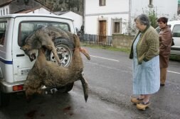 Una mujer contempla dos lobos muertos en una operación del Principado./ NEL ACEBAL.