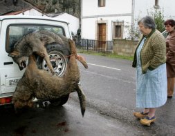 Unas vecinas observan dos ejemplares de lobos muertos en el concejo de Amieva en el año 2005. / NEL ACEBAL