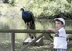 Un niño juega junto a un pavo real en Isabel la Católica. ::                             P. UCHA