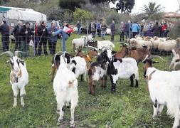 Dos lotes de cabras y ovejas llegadas a primeras horas de la mañana a la finca de La Rectoral. ::                             N. A.