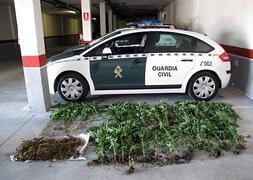 Plantas incautadas por la Guardia Civil. / GUARDIA CIVIL