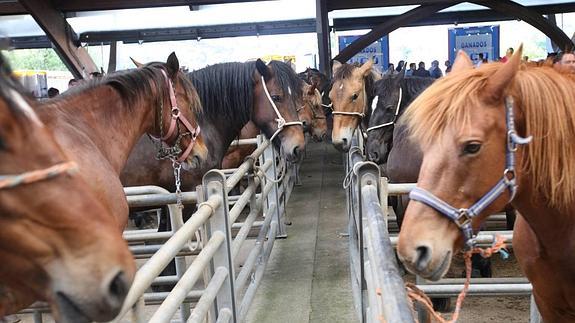 Algunos ejemplares que participaron en la feria.