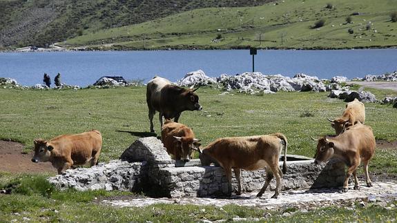 «Vamos a presentar una protesta por la reducción de los pastos»